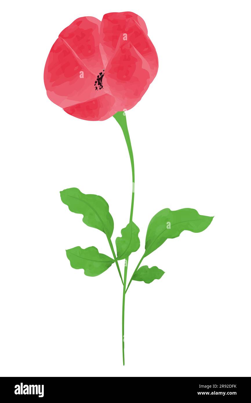 Fleur de coquelicot Aquarelle élément illustration vectorielle pour le jour du souvenir, le jour d'Anzac isolé sur fond blanc Illustration de Vecteur