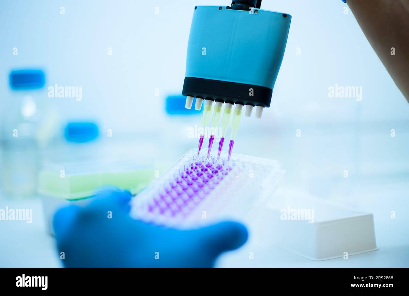 Dosage cellulaire in vitro utilisant une culture cellulaire multi-pipette et sur plaque de puits Banque D'Images