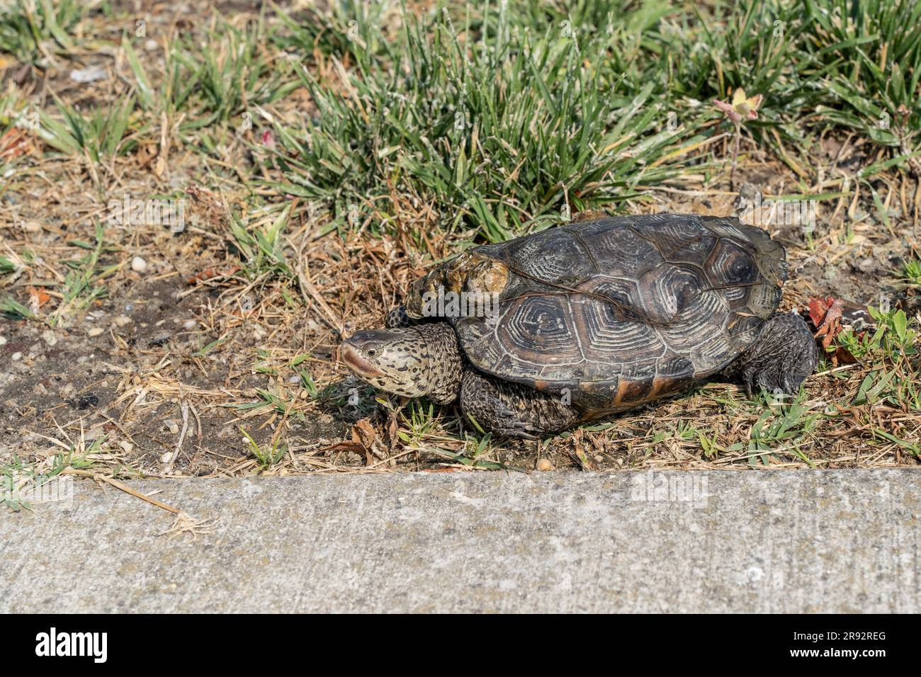 Terrapin (Malaclemys terrapin) traversant le trottoir pendant la saison de reproduction à Stone Harbour, New Jersey Banque D'Images