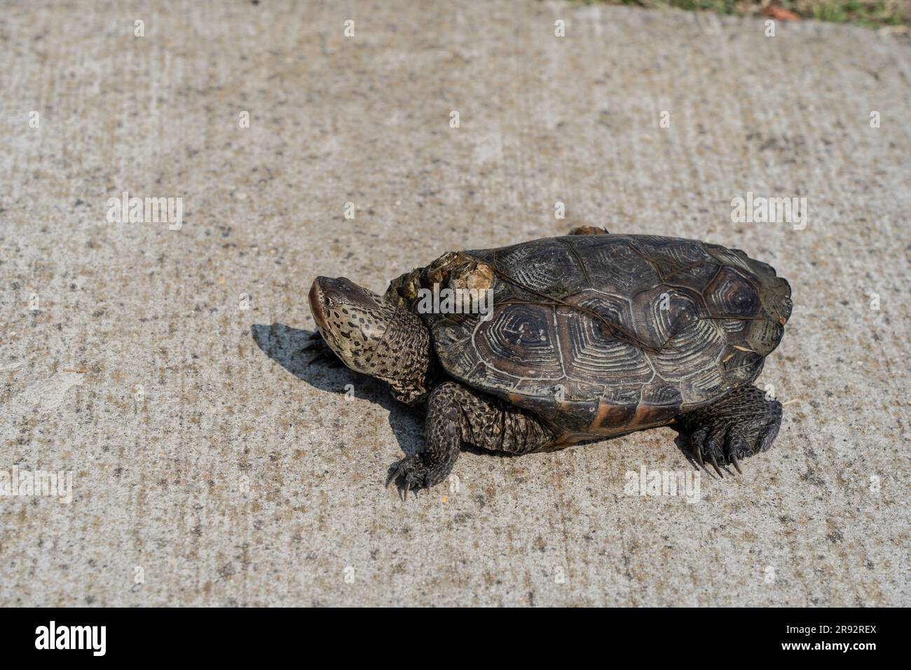 Le Terrapin de dos de diamant du Nord (terrapin de Malaclemys) traverse un trottoir à Stone Harbour, dans le New Jersey Banque D'Images
