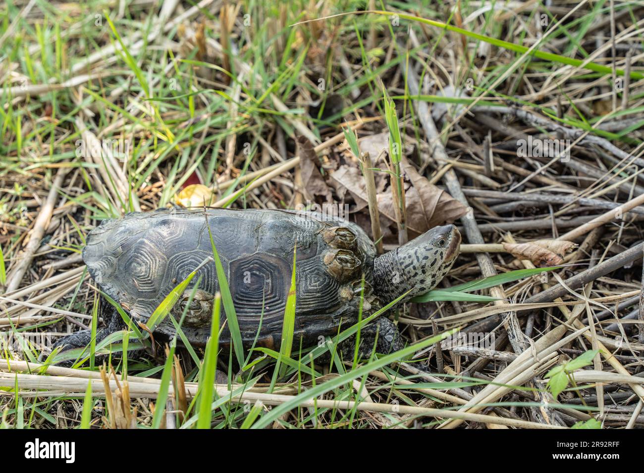 Terrapin à dos de diamant (terrapin de Malaclemys) dans l'herbe de marais de Stone Harbour, New Jersey diamondback Banque D'Images