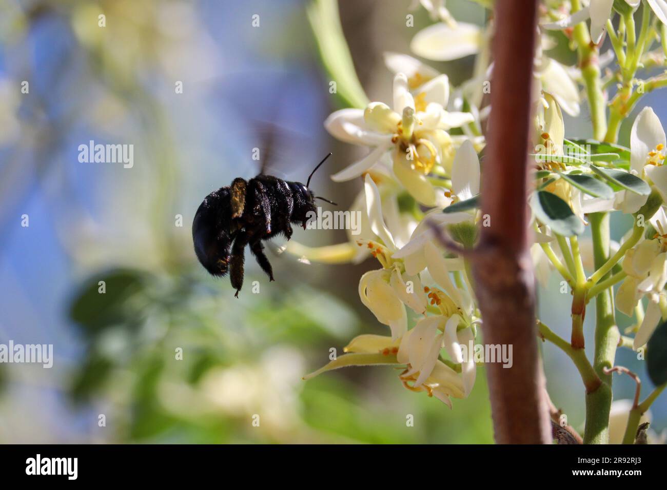 L'abeille charpentier de vallée ou Xylocopa varipunctata volant autour d'un arbre de maraga dans une cour à Gilbert, Arizona. Banque D'Images