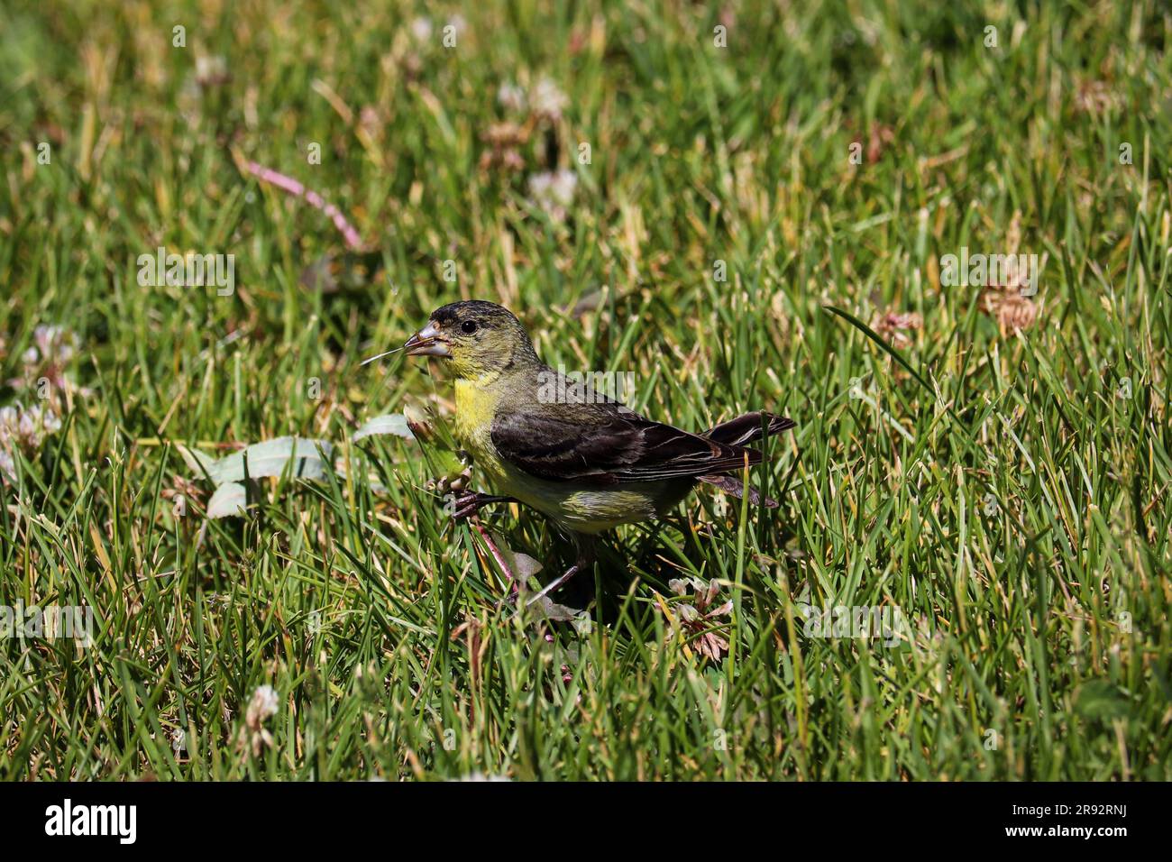 Lessar goldfinch ou Carduelis psaltria se nourrissant sur des pissenlits au parc Green Valley de Payson. Arizona. Banque D'Images