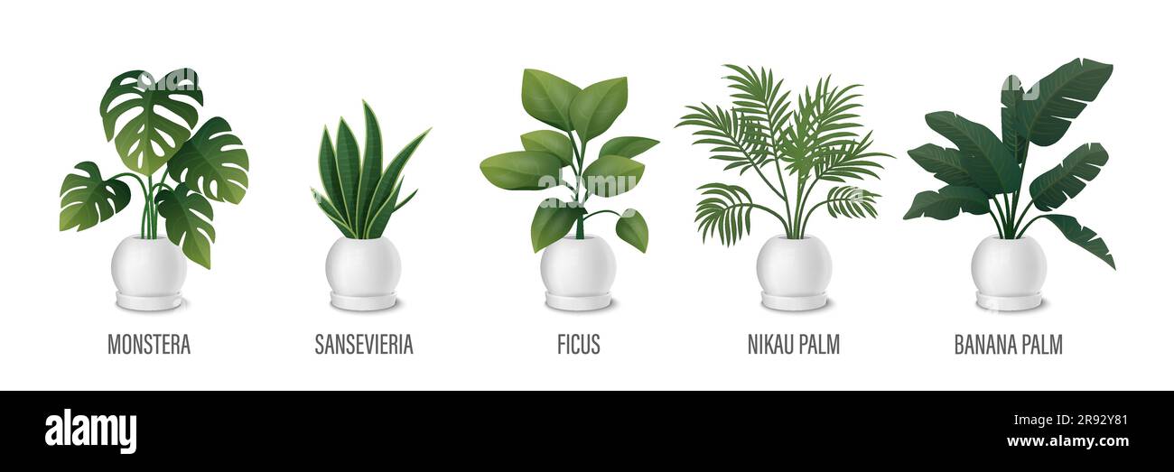 Ensemble d'icônes de la plante de maison vectorielle - Monstera, Sansevieria, Banana Palm, Ficus, Rhopalostylis, Palmier Nikau dans des pots isolés sur blanc. Plantes de maison Illustration de Vecteur
