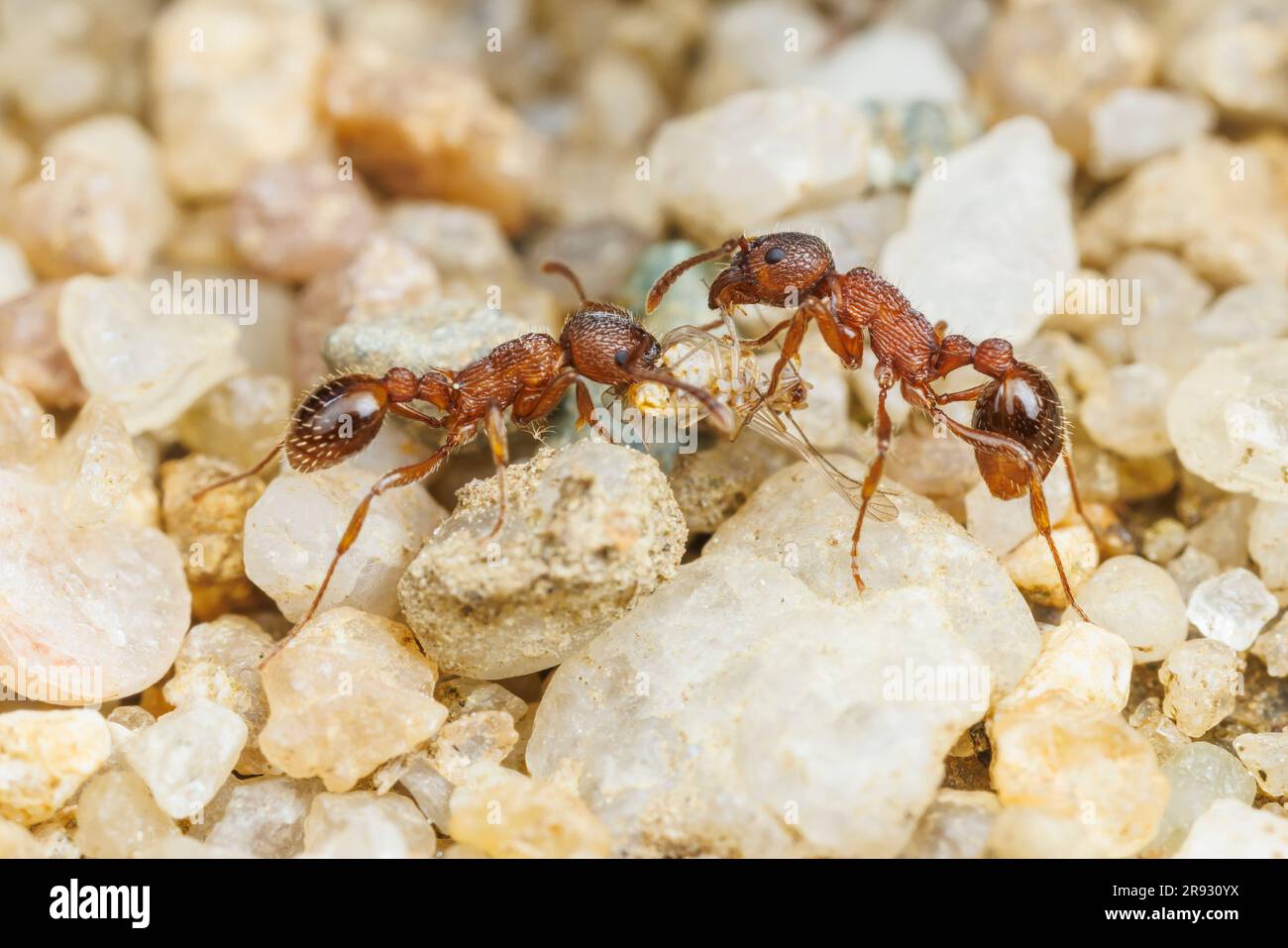 Deux travailleurs de Myrmicine Ant (Myrmica americana) portent une carcasse d'insecte à leur colonie. Banque D'Images