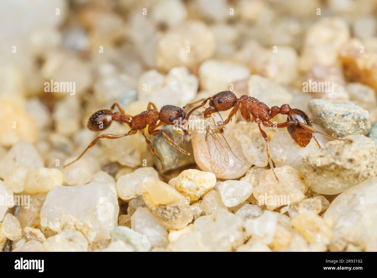 Deux travailleurs de Myrmicine Ant (Myrmica americana) portent une carcasse d'insecte à leur colonie. Banque D'Images