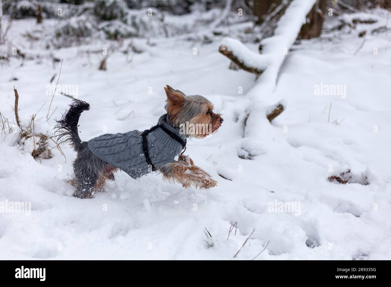 Yorkshire Terrier dans des promenades en vêtements d'hiver dans la forêt enneigée. Banque D'Images