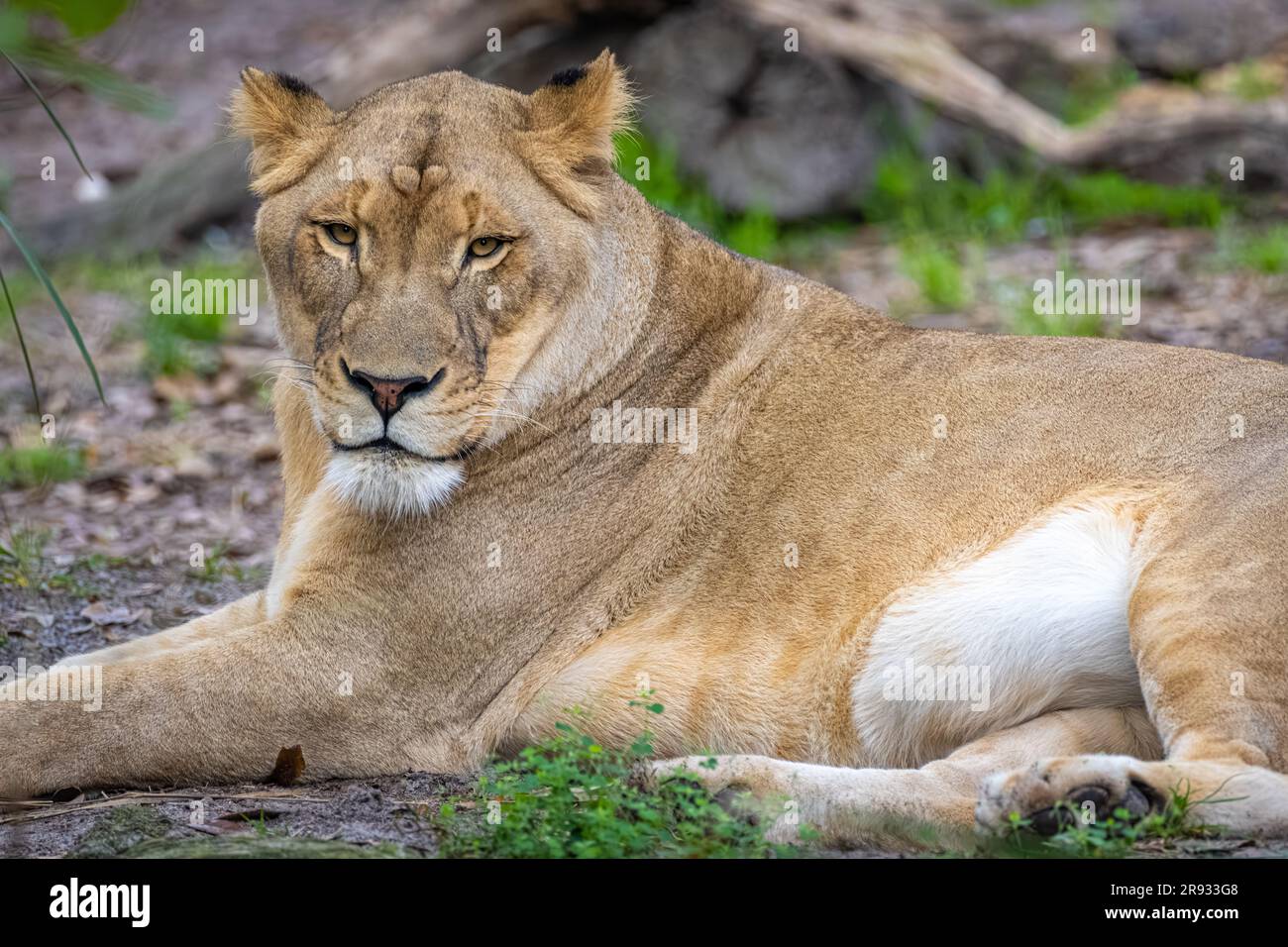 La lionne africaine (Panthera leo) au zoo et jardins de Jacksonville, Floride. (ÉTATS-UNIS) Banque D'Images