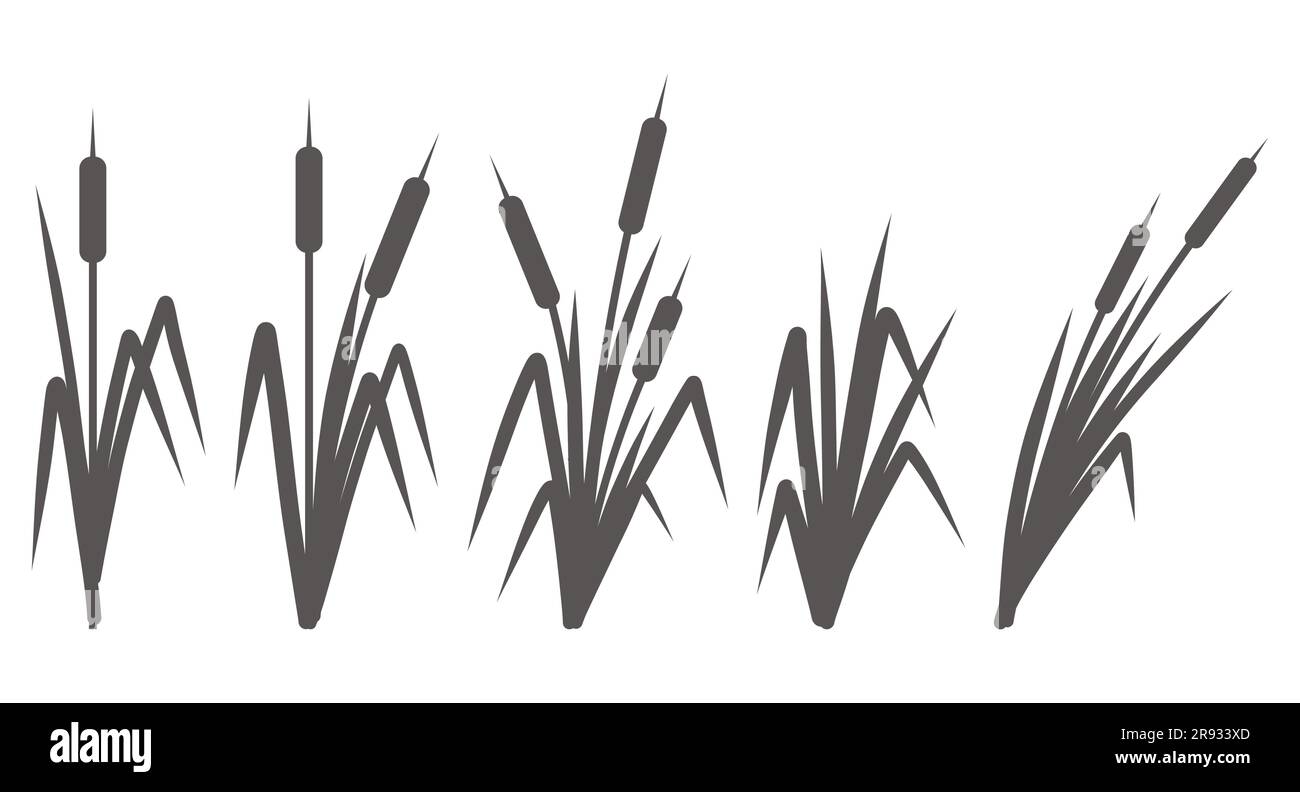 Silhouette d'un roseau dans l'herbe. Plantes marécageuses et fluviales. Queue de chat isolée sur fond blanc. Illustration vectorielle plate Illustration de Vecteur