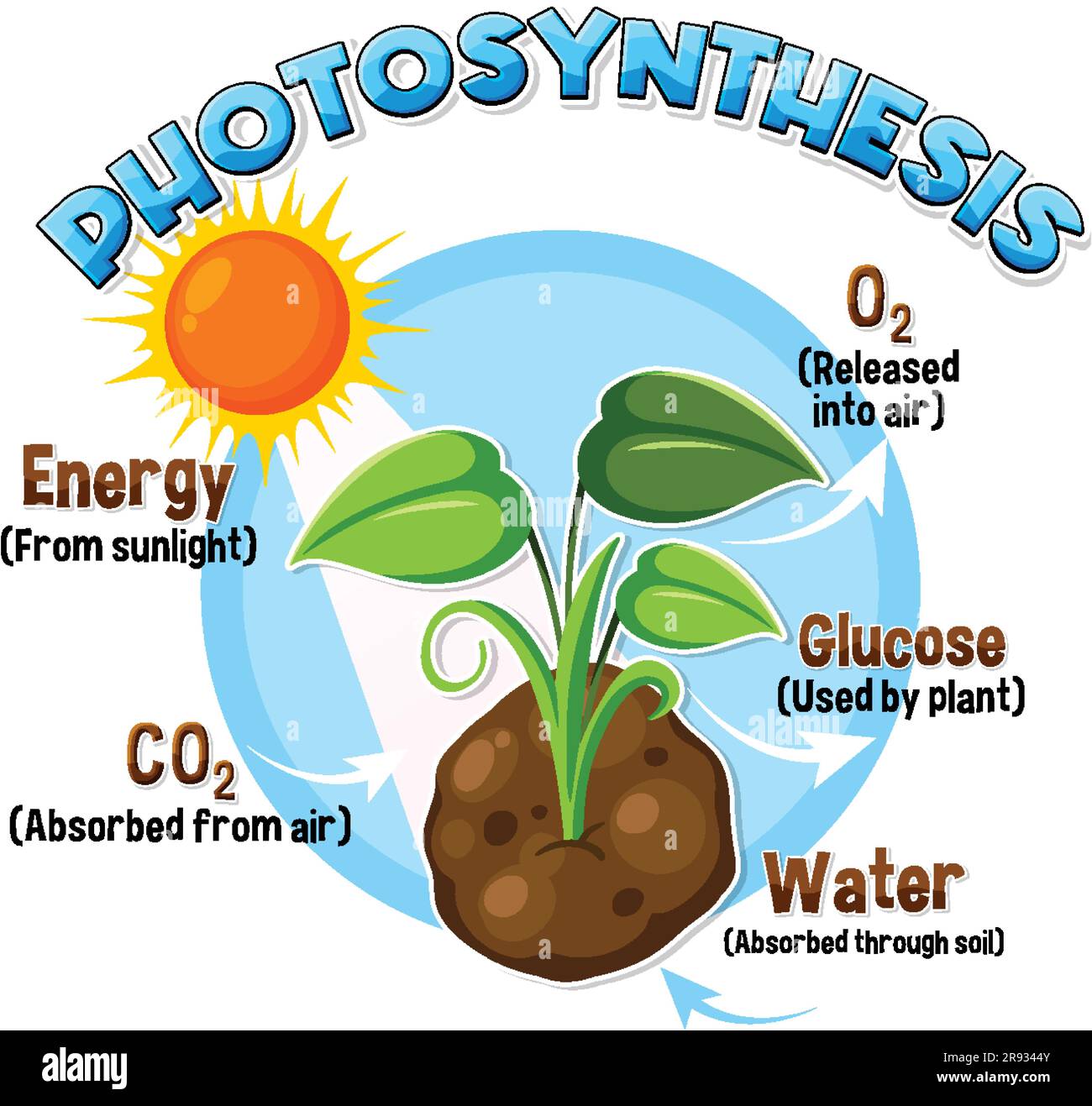 Diagramme de la photosynthèse pour illustration de l'enseignement de la biologie et des sciences de la vie Illustration de Vecteur