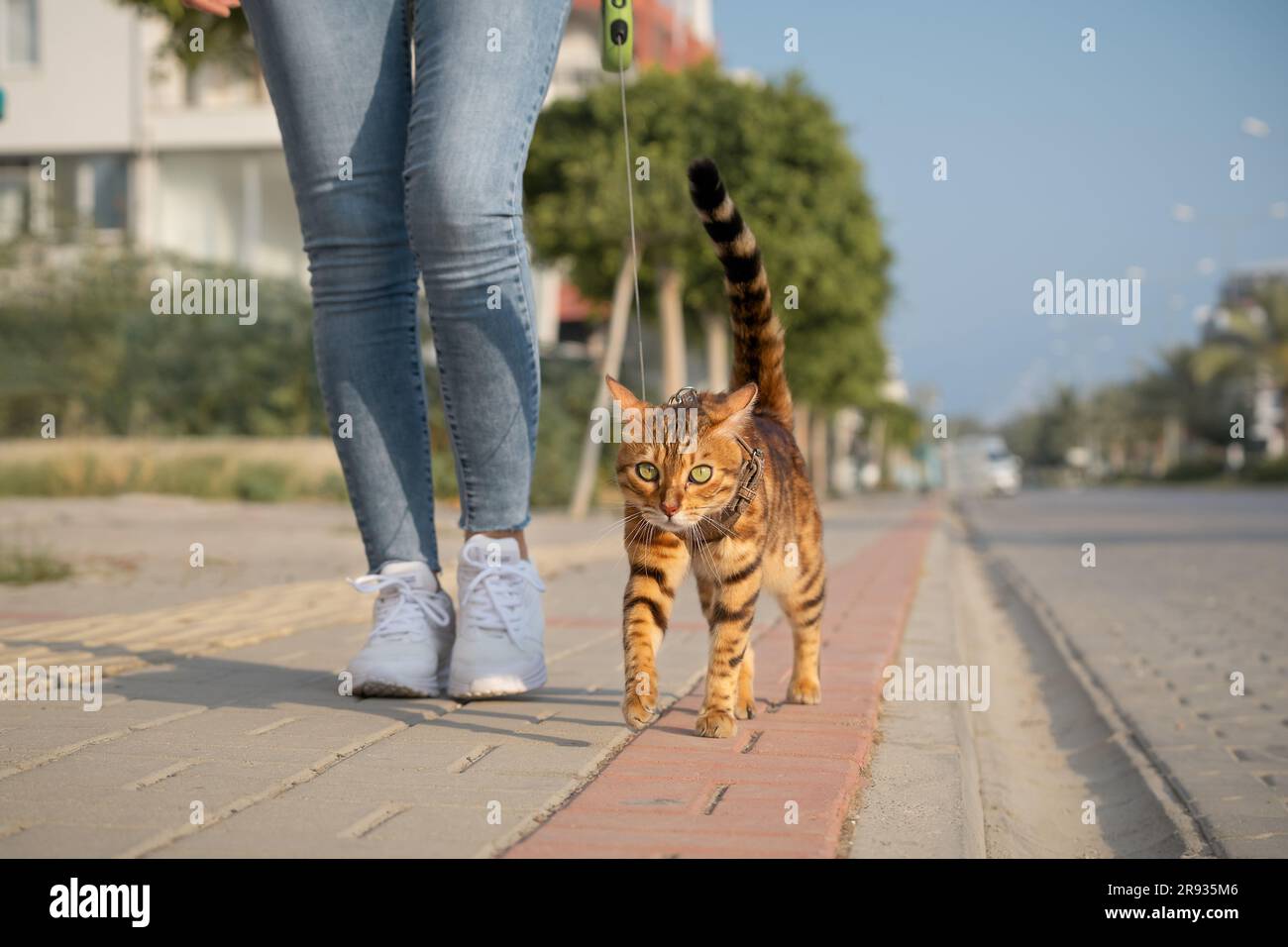Un chat Bengale sur une laisse marche à côté d'une femme sur le trottoir. Marche avec un chat domestique à l'extérieur. Banque D'Images