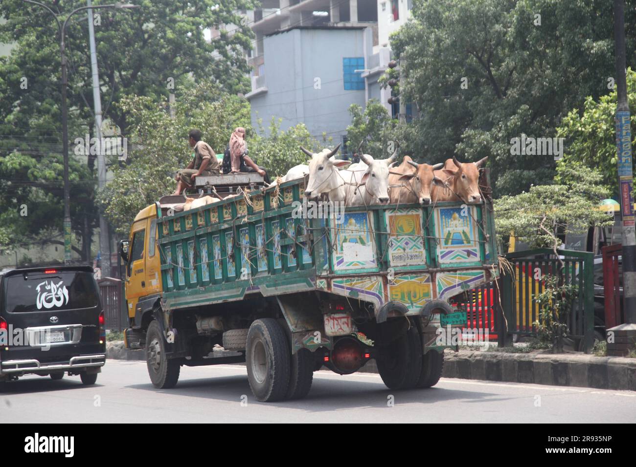 dhaka bangladesh sur 21jun 2023 vaches arrivent en camion de différents districts avant la montée Eid al-Adha. Cette photo a été prise badda Dhaka Banque D'Images