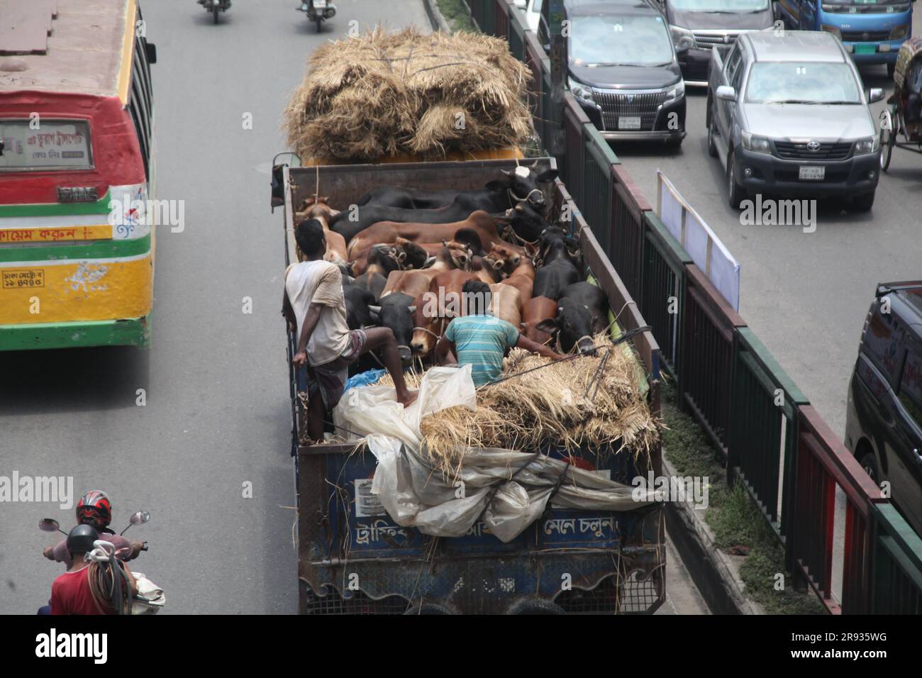 dhaka bangladesh sur 21jun 2023 vaches arrivent en camion de différents districts avant la montée Eid al-Adha. Cette photo a été prise badda Dhaka Banque D'Images