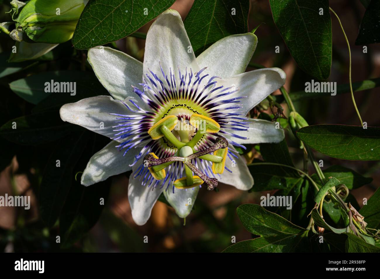 Passiflora L. est un genre de plantes de la famille des Passifloraceae qui comprend plus de 570 espèces de plantes herbacées vivaces et annuelles, arbustes avec Banque D'Images