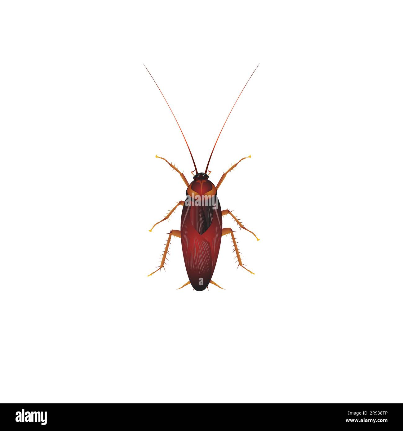 Cafard vivant, insecte Periplaneta Americana, Bug mnj Illustration de Vecteur