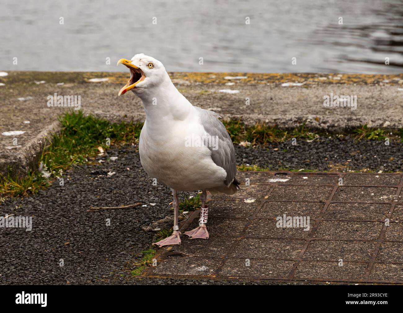 Nature dans la ville - Herring Gull Banque D'Images