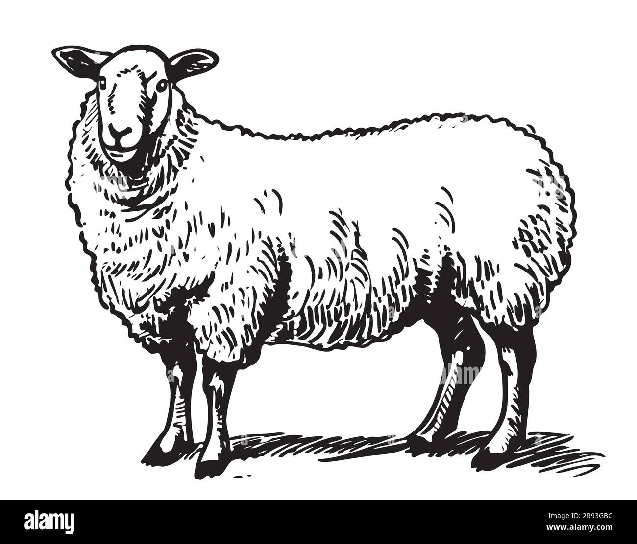 Dessin de reproduction de moutons mignon dessiné à la main dans un dessin de style de caniche dessin de dessin de dessin de dessin de dessin Illustration de Vecteur