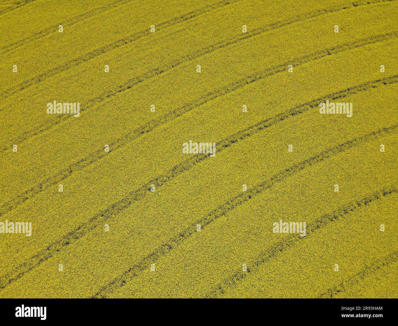 Vue du dessus du champ de culture du canola avec des voies au printemps Banque D'Images