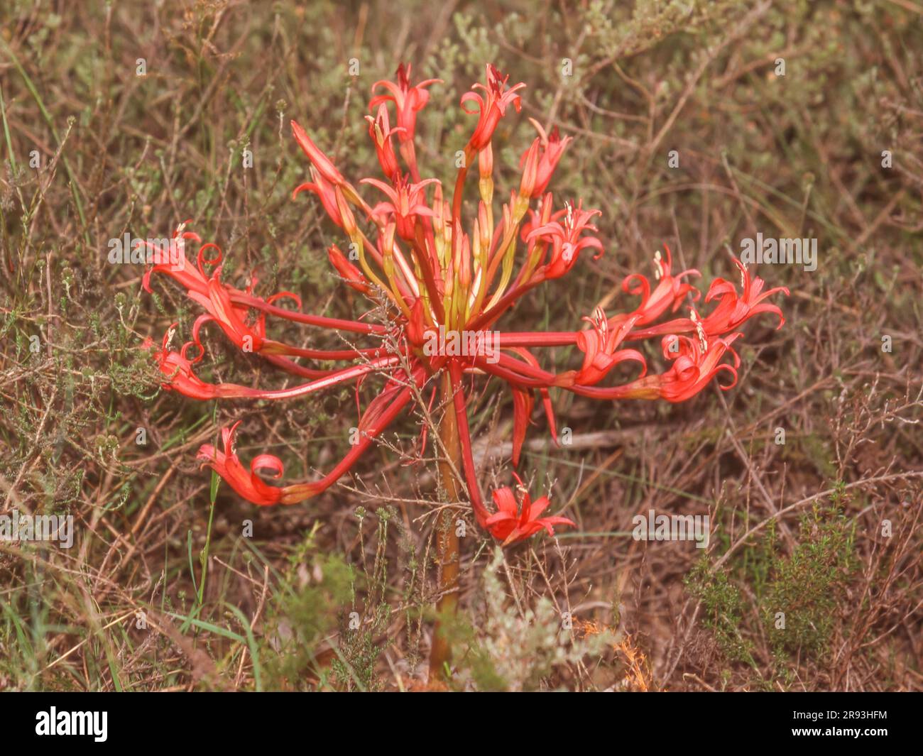 Une fleur de candélabre, Brunsvigia orientalis, en aviron dans le parc national de Bontebok près de Swellendam, dans la province du Cap-Occidental en Afrique du Sud. Banque D'Images