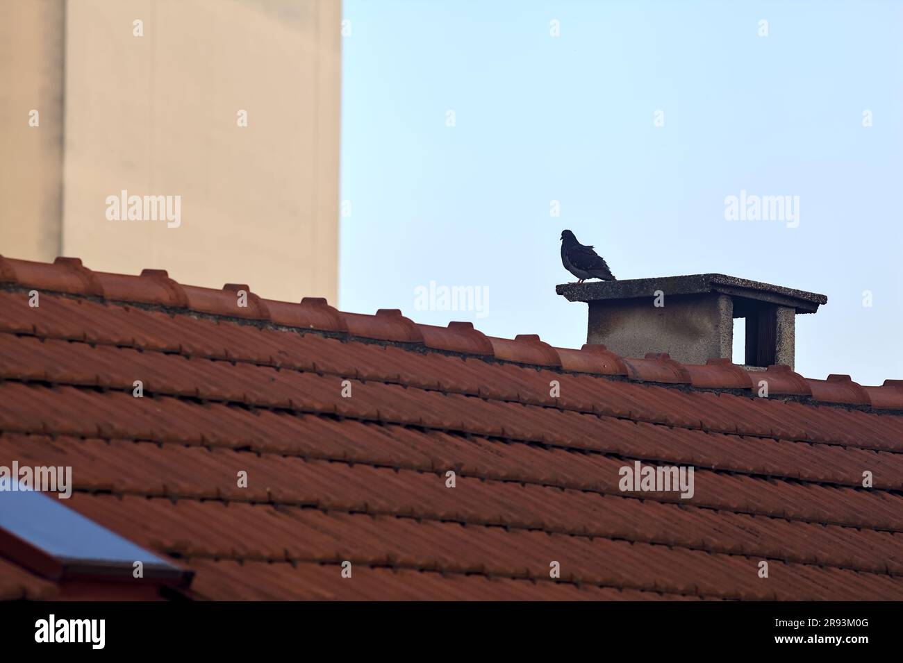 Pidgeon assis sur une cheminée Banque D'Images