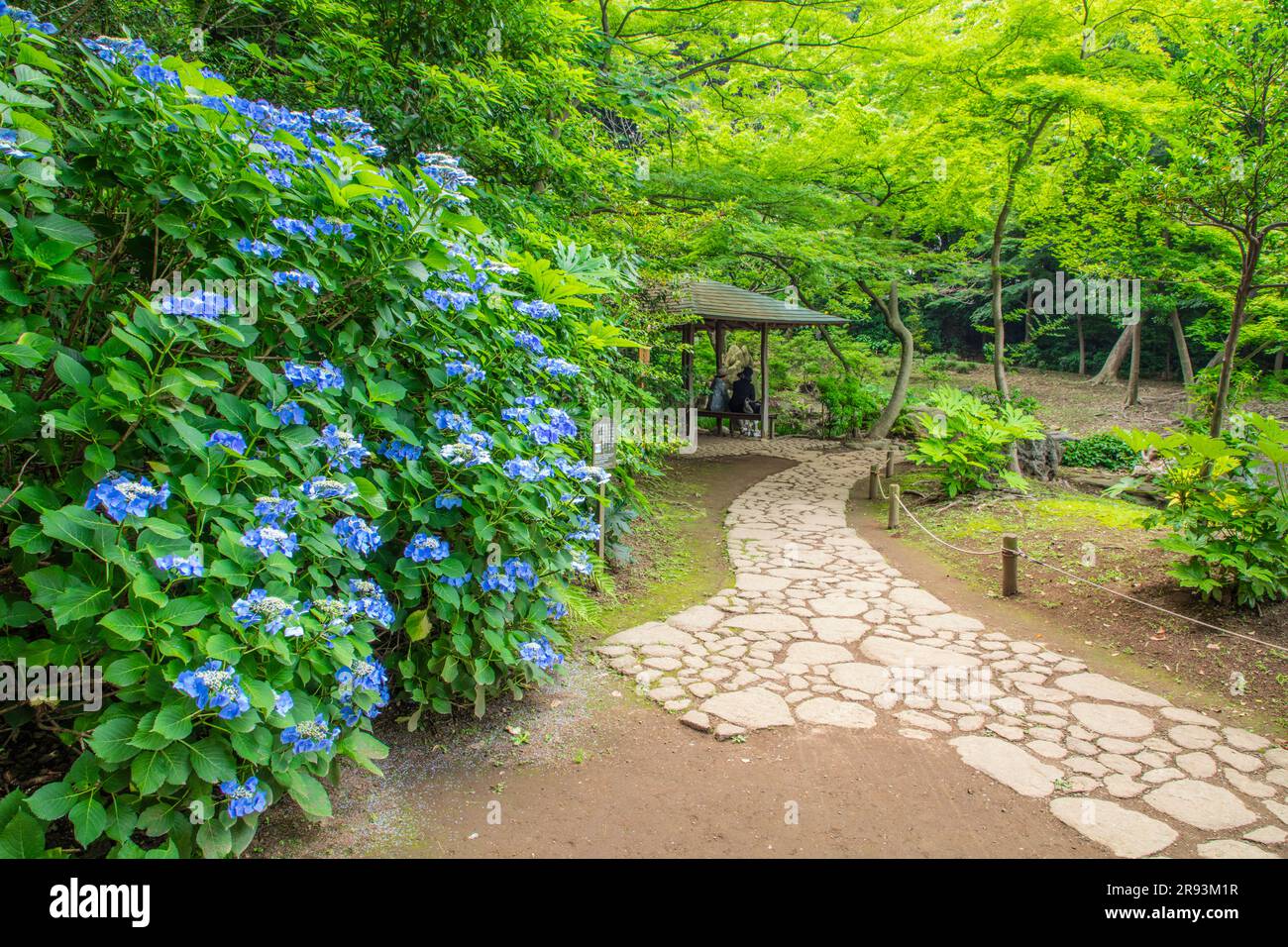 Hydrangea à Rikugien Banque D'Images