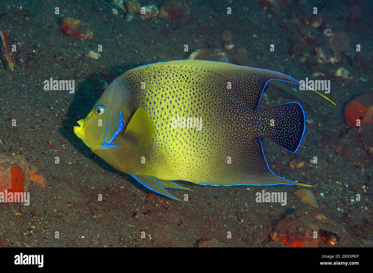 Angefish, Pomacanthus semicircatus, Liberty Wreck Dive site, Tulamben, Karangasem Regency, Bali, Indonésie Banque D'Images