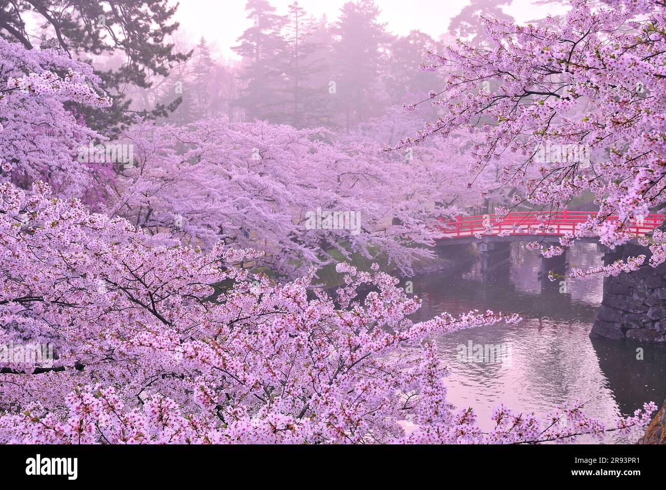 Fleur de cerisier du château de Hirosaki Banque D'Images