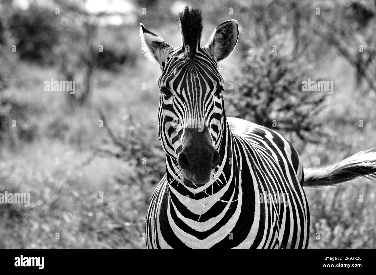 Le pâturage des éléphants avec veau et hyena dormir avec des petits offre aux touristes une véritable expérience africaine de safari dans le parc national Kruger en Afrique du Sud Banque D'Images Le pâturage des éléphants avec veau et hyena dormir avec des petits offre aux touristes une véritable expérience africaine de safari dans le parc national Kruger en Afrique du Sud Banque D'Images