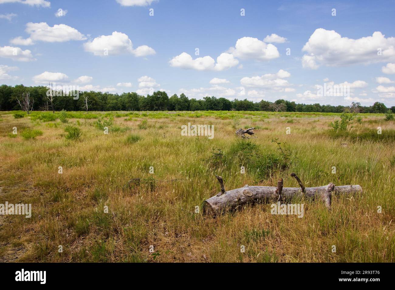 Les landes du parc national de Meinweg, qui fait partie du parc Maas-Schwalm-nette, région du Limbourg, pays-Bas Banque D'Images