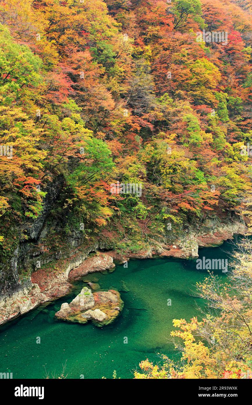 Feuilles d'automne dans la vallée de Dakigaeri Banque D'Images
