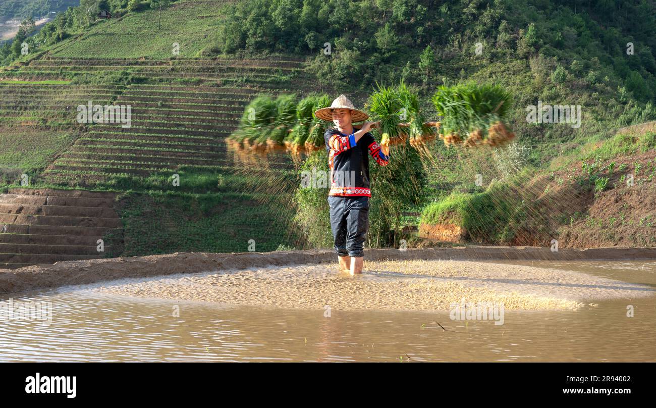 Un jeune homme de souche H'Mong portant des jeunes plants de riz jasmin ...
