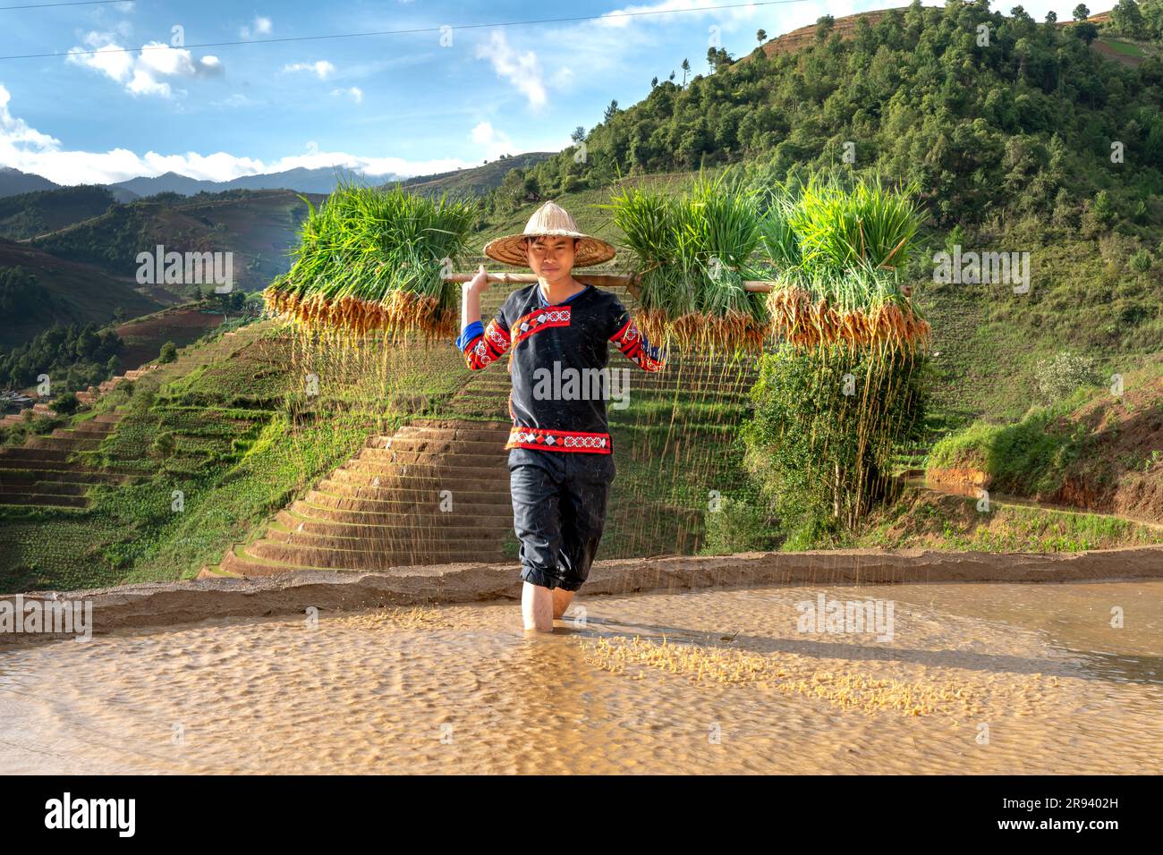 Un jeune homme de souche H'Mong portant des jeunes plants de riz jasmin ...