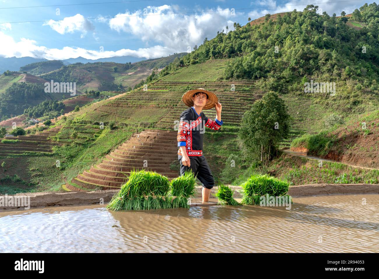 Un jeune homme de souche H'Mong portant des jeunes plants de riz jasmin ...