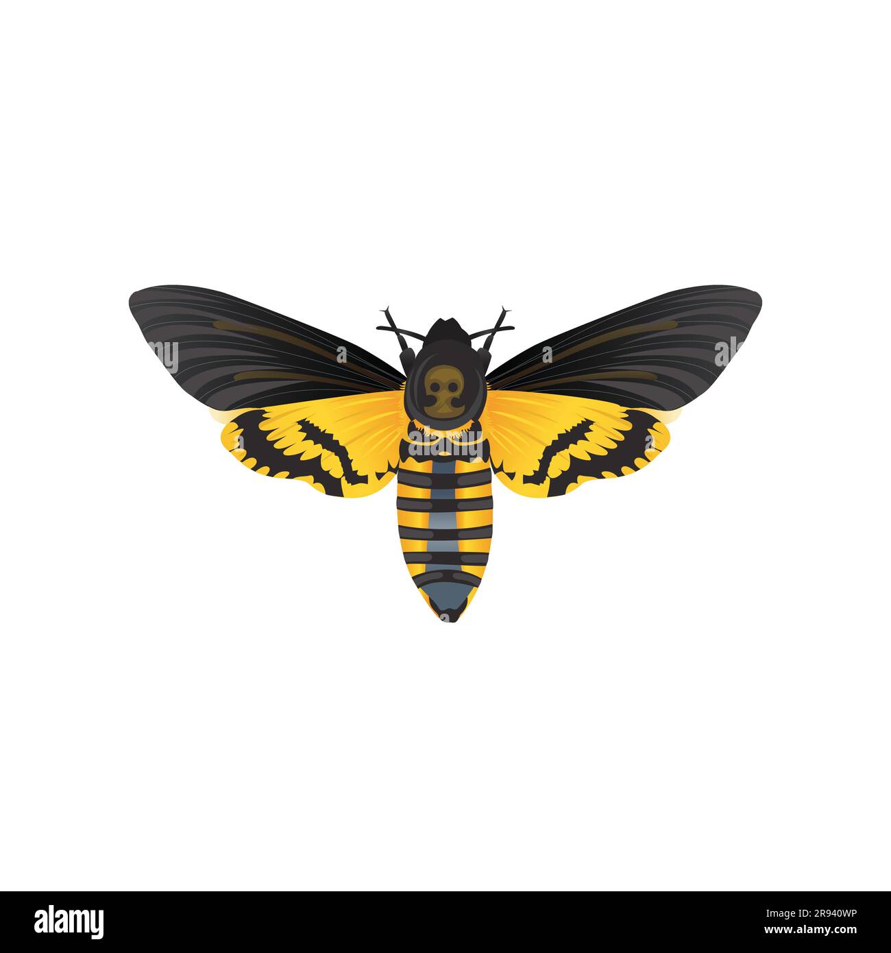 L’insecte de la tête de la mort, Acherontia Atropos Insect, Bug Illustration de Vecteur
