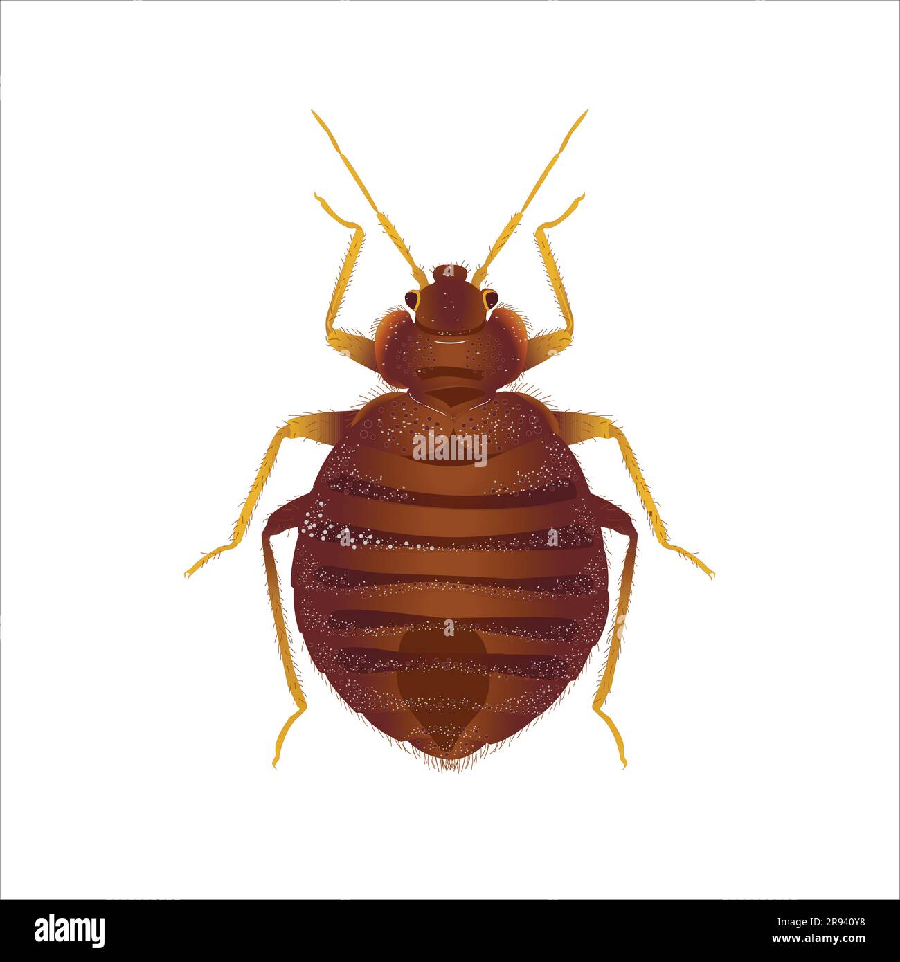 Puce à vie, insecte de Siphonaptera, bogue Illustration de Vecteur