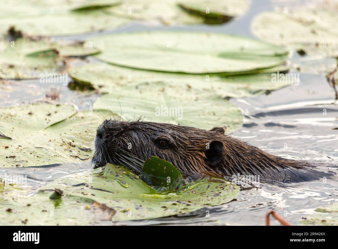 Nutria (Myocaster coypus) dans un petit lac à Linden, Hessia, Allemagne Banque D'Images