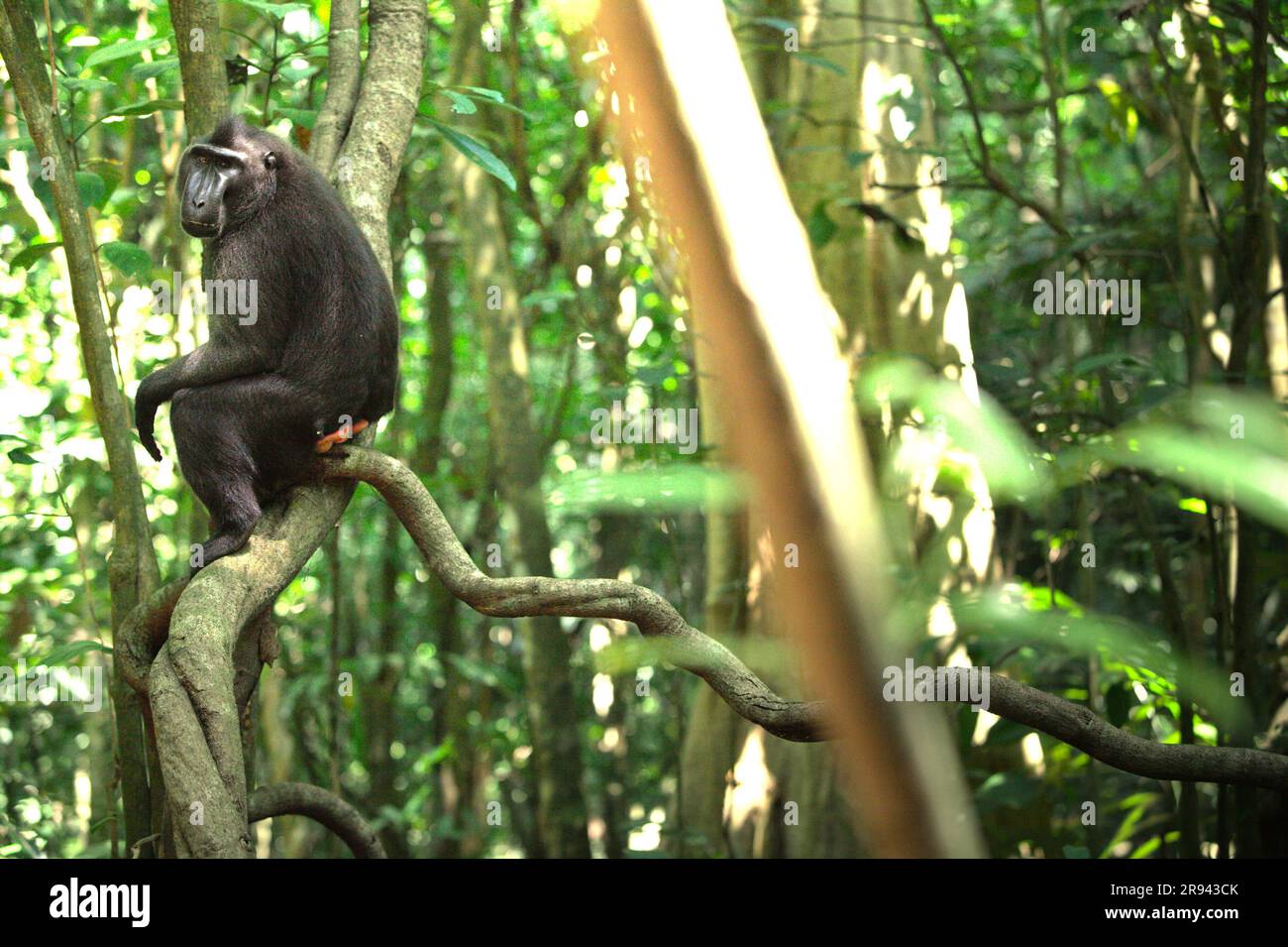 Portrait environnemental d'un macaque à crête de Sulawesi (Macaca nigra) assis sur une vigne de liana dans la forêt de Tangkoko, au nord de Sulawesi, en Indonésie. Le changement climatique peut réduire l'adéquation des espèces primates à l'habitat, ce qui pourrait les forcer à sortir d'habitats sûrs et à faire face à des conflits potentiels avec l'homme, disent les scientifiques. Le Macaca nigra est l'un des 25 primates les plus menacés sur terre. Banque D'Images