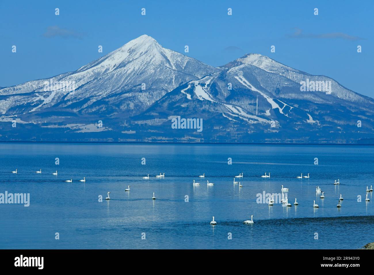 Swans et Bandai Mountain dans le lac d'Inawashiro Banque D'Images