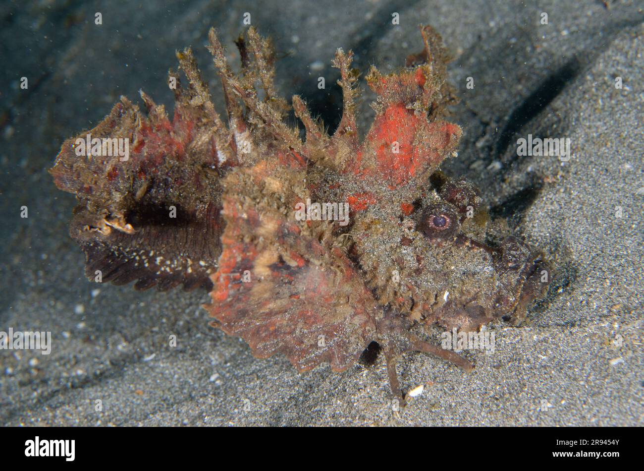 Spiny Devilfish, Inimicus didactylus, montrant des épines venimeuses et des nageoires pectorales utilisées pour marcher sur le sable, site de plongée Jetty, Candidasa, Bali, Indonésie Banque D'Images