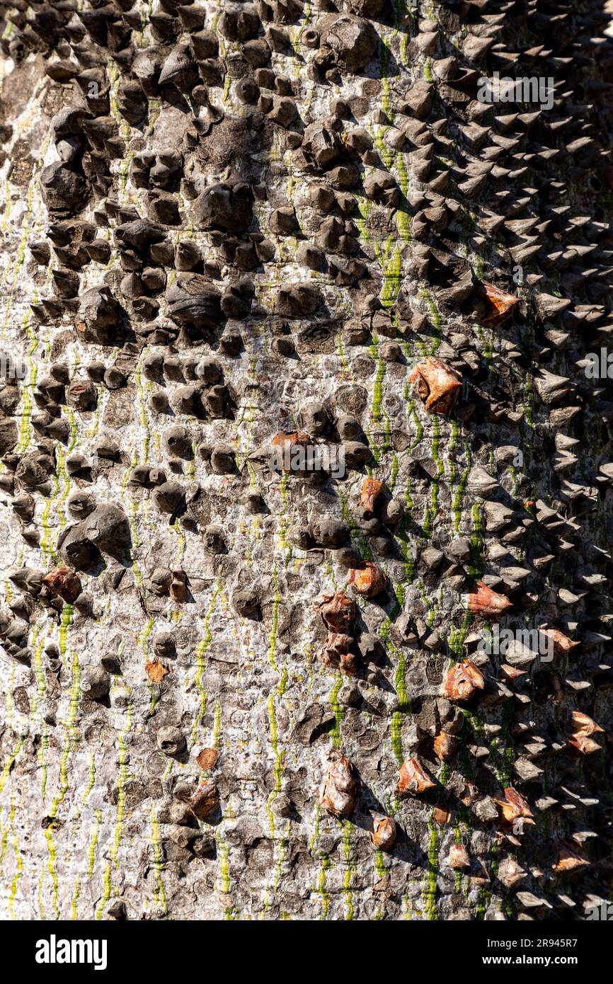 Ceiba insignis, l'arbre blanc en soie dentaire, est une espèce de plante à fleurs de la famille des Malvaceae, présente à Barcelone, en Espagne. Banque D'Images