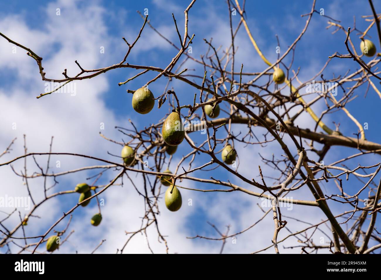 Ceiba insignis, l'arbre blanc en soie dentaire, est une espèce de plante à fleurs de la famille des Malvaceae, présente à Barcelone, en Espagne. Banque D'Images