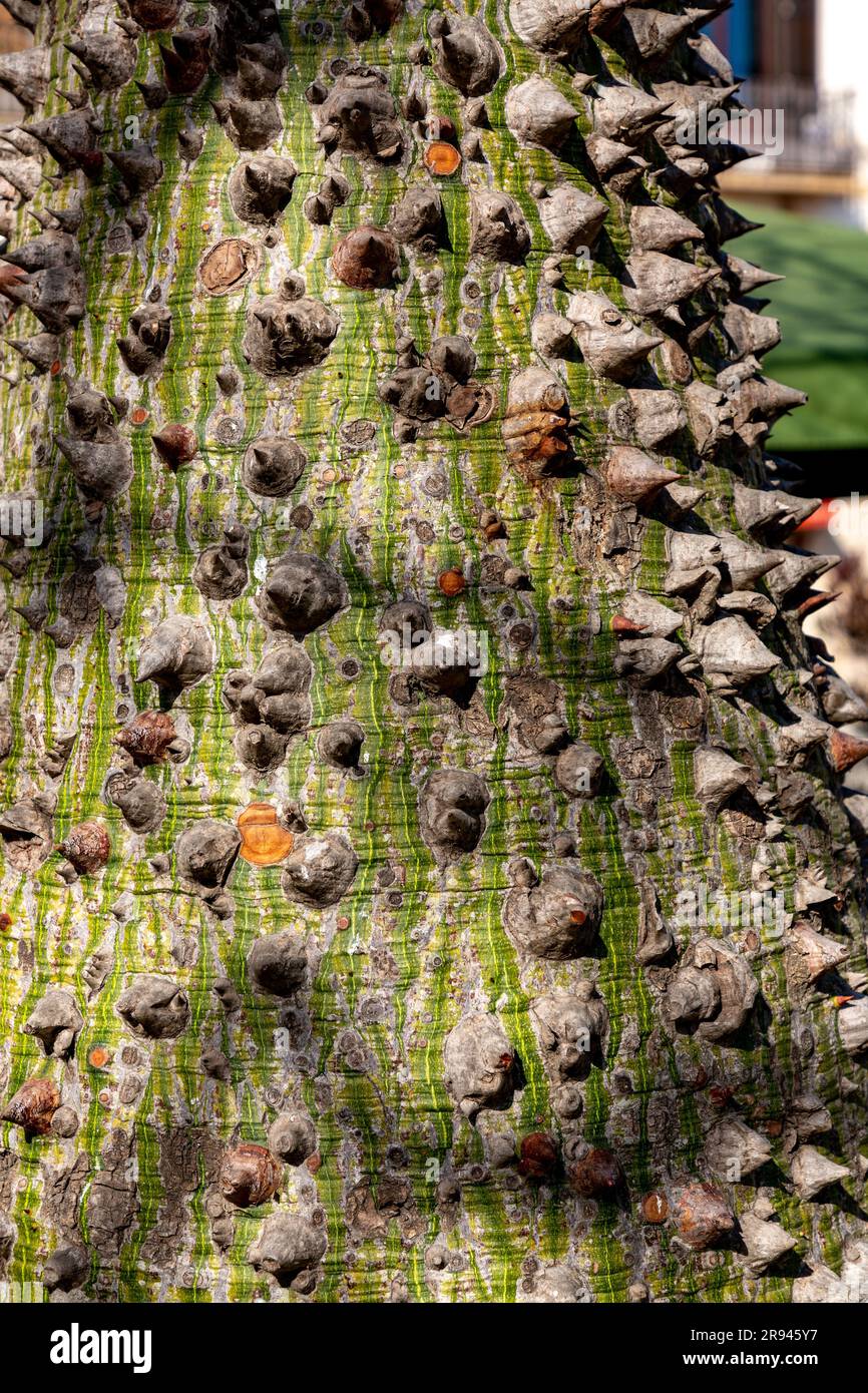 Ceiba insignis, l'arbre blanc en soie dentaire, est une espèce de plante à fleurs de la famille des Malvaceae, présente à Barcelone, en Espagne. Banque D'Images