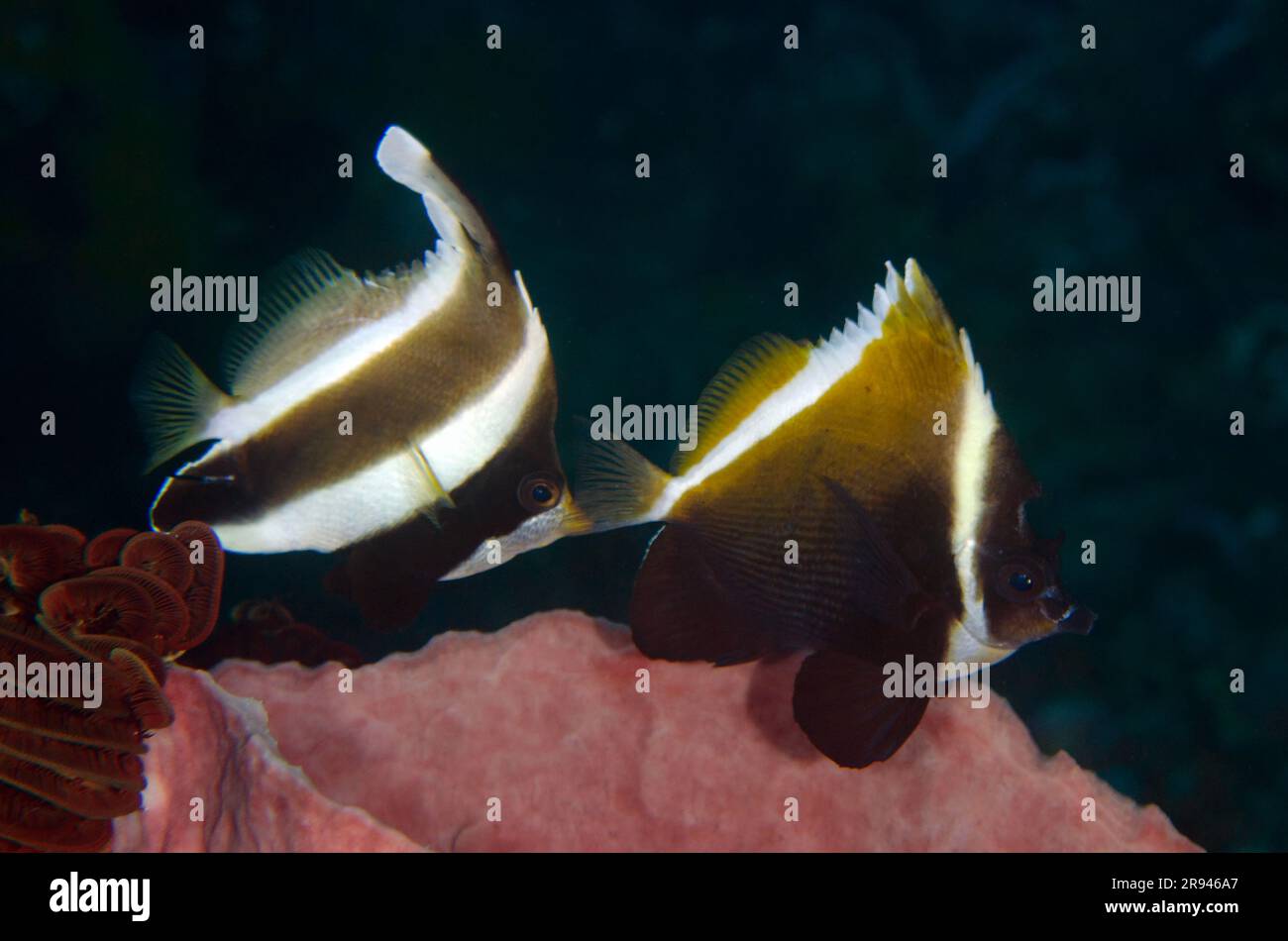 Lanterfish à tête bombée, Heniochus varius, avec lanterfish de Pennant, Heniochus chrysostomus, par Barrel Sponge, Xestospongia testudinaria, Gili Tepekong div Banque D'Images