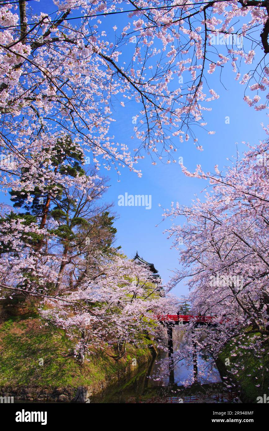 Cerisiers en fleurs dans le parc de Hirosaki et le château de Hirosaki Banque D'Images