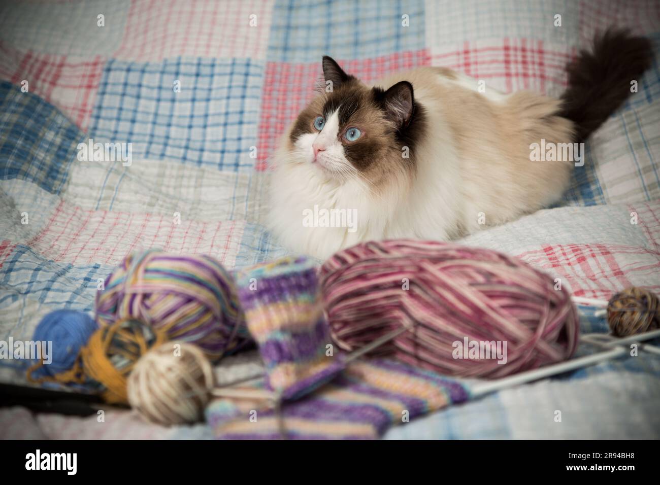 Fils de couleur, aiguilles à tricoter et autres articles pour tricoter à la main et un mignon chat Ragdoll domestique sur le lit. Banque D'Images