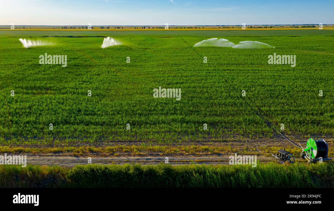 Au-dessus de la vue du système d'irrigation, les pistolets de pluie à jet d'eau arrosent les arroseurs, sur le terrain avec le maïs, aidant à la croissance, la végétation en saison sèche, augmente les rendements des cultures. Banque D'Images