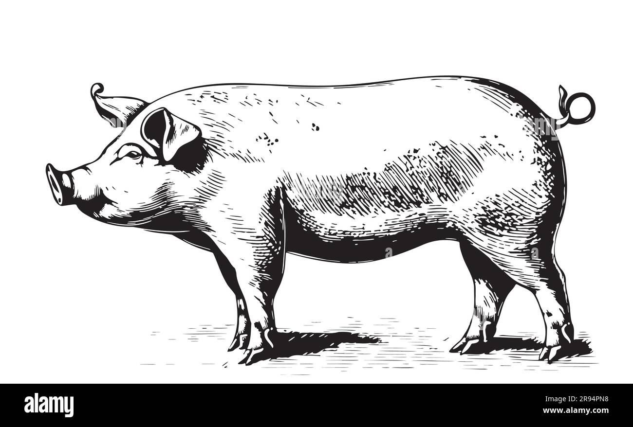 Dessin du cochon de ferme dessiné à la main dans l'illustration de style Doodle Illustration de Vecteur