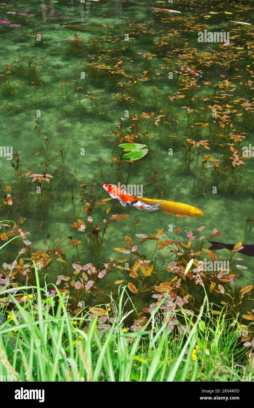 Monet's Pond (étang sans nom) Banque D'Images