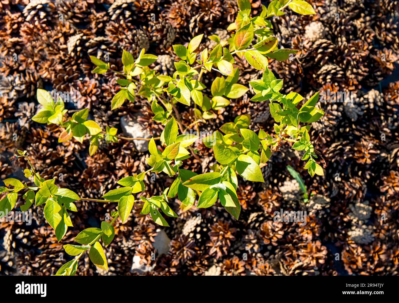Brousse de myrtille ( Vaccinium corymbosum) au jardin à la maison avec le paillis de cône de pin autour de lui pour l'amélioration du ph du sol. Banque D'Images