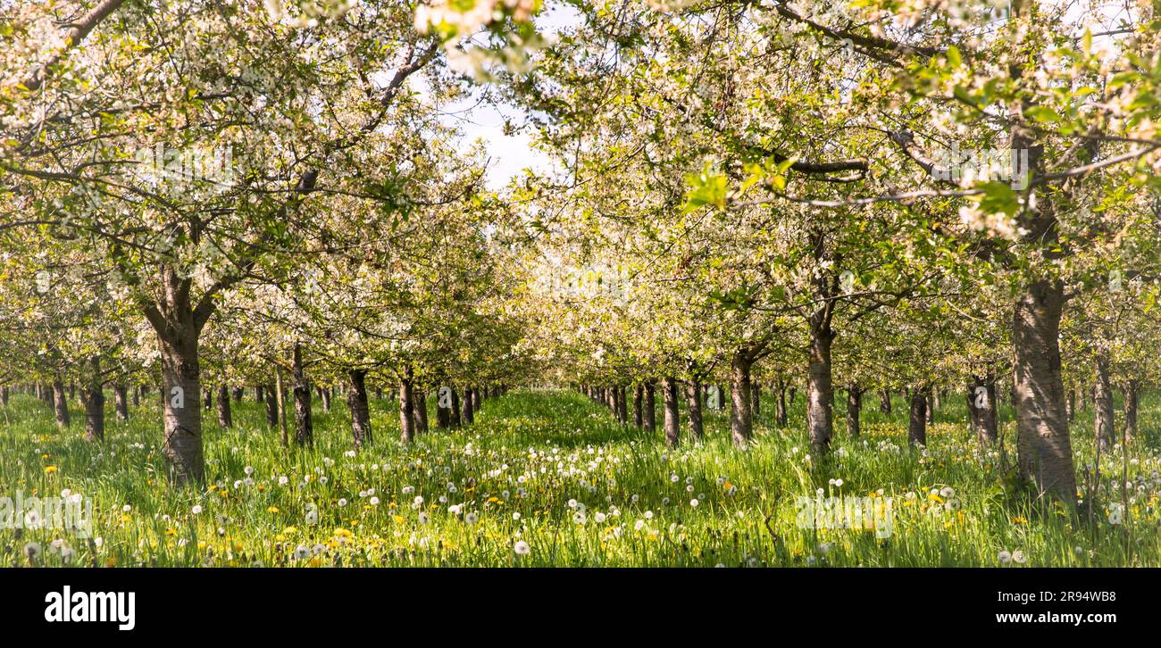 Cerisiers en fleurs au printemps à Muelheim-Kaerlich en Allemagne Banque D'Images